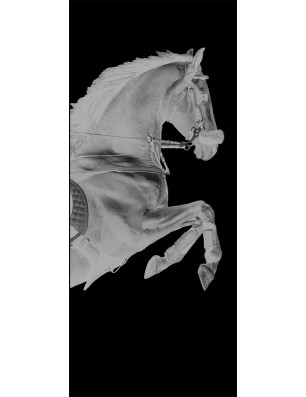 Ganzglastür Pferd Gelasert Auf Klarglas