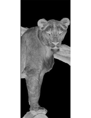 Ganzglastür Löwin Gelasert Auf Klarglas