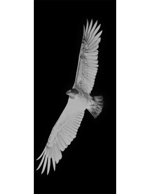 Ganzglastür Adler Gelasert Auf Klarglas