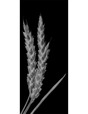 Ganzglastür Ernte III Gelasert Auf Klarglas