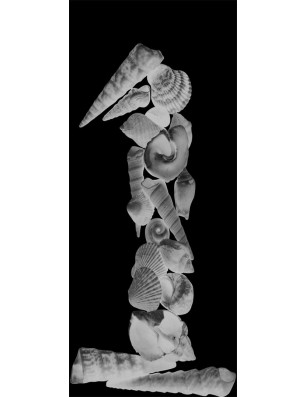 Ganzglastür Muscheln I Gelasert Auf Klarglas