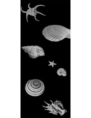 Ganzglastür Muscheln II Gelasert Auf Klarglas