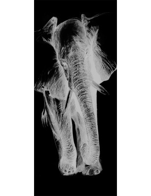 Ganzglastür Elefant Gelasert Auf Klarglas