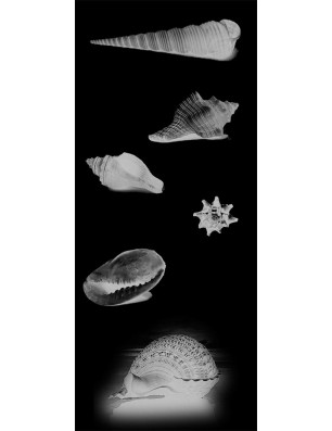 Ganzglastür Muscheln III Gelasert Auf Klarglas