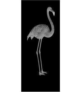 Ganzglastür Flamingo Gelasert Auf Grauglas