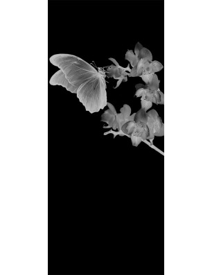 Ganzglastür Butterfly Gelasert Auf Grauglas