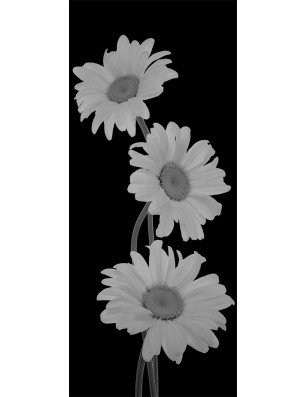 Ganzglastür Kamille Gelasert Auf Grauglas