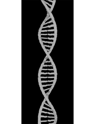 Ganzglastür "DNA" Gelasert Auf Grauglas