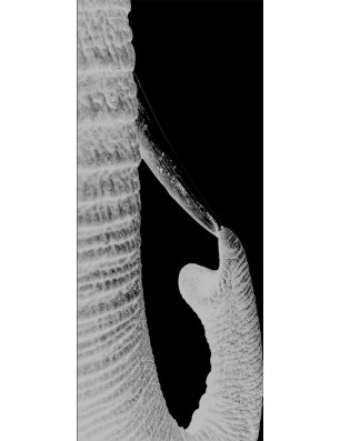 Ganzglastür Rüssel Gelasert Auf Grauglas