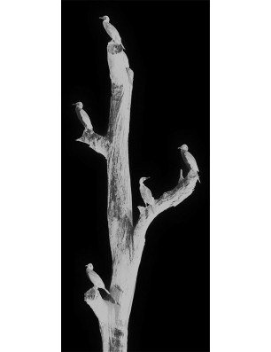 Ganzglastür Vögel Gelasert Auf Grauglas