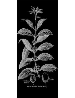 Ganzglastür Kaffeepflanze Gelasert Auf Grauglas