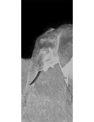 Ganzglastür Elefant 3 Gelasert Auf Grauglas