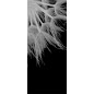 Pendeltür Pusteblume II Gelasert Auf Klarglas Pendeltür Pusteblume II Gelasert Auf Klarglas