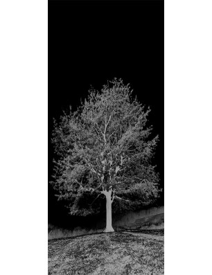 Pendeltür Baum Gelasert Auf Klarglas