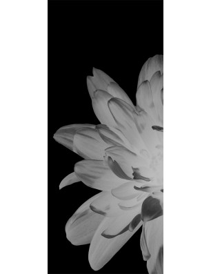 Pendeltür Blume 2 Gelasert Auf Klarglas