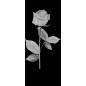 Pendeltür Rose I Gelasert Auf Klarglas Pendeltür Rose I Gelasert Auf Klarglas