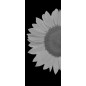 Pendeltür Sonnenblume Gelasert Auf Klarglas Pendeltür Sonnenblume Gelasert Auf Klarglas