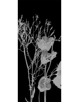 Pendeltür Blume 7 Gelasert Auf Klarglas