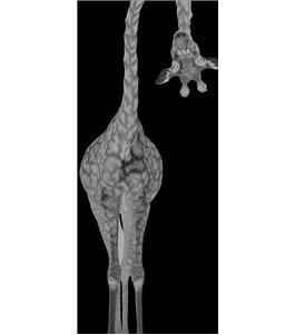 Pendeltür Giraffenhals Gelasert Auf Grauglas