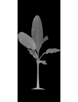 Pendeltür Banana Gelasert Auf Grauglas