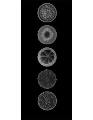 Pendeltür Fruits Gelasert Auf Grauglas