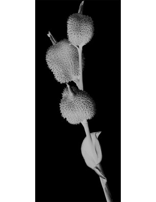 Pendeltür Pflanze Gelasert Auf Grauglas