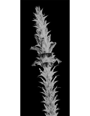 Pendeltür Acantus Montanus Gelasert Auf Grauglas