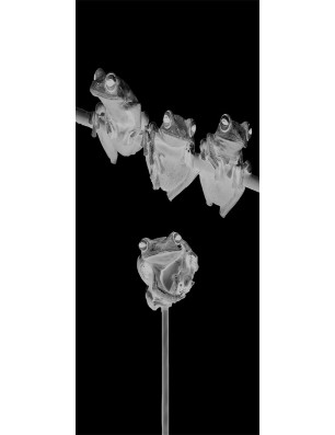 Pendeltür Frösche Gelasert Auf Grauglas