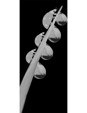 Pendeltür Maikäfer Gelasert Auf Grauglas