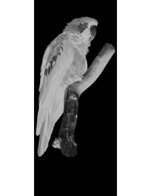 Pendeltür Pappagei Gelasert Auf Grauglas