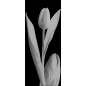 Pendeltür Tulpe Gelasert Auf Grauglas