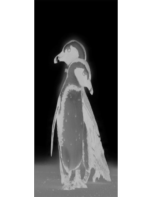 Pendeltür Pinguine Gelasert Auf Grauglas