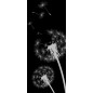 Pendeltür Pusteblume Gelasert Auf Grauglas Pendeltür Pusteblume Gelasert Auf Grauglas