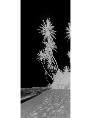 Pendeltür Palmen Gelasert Auf Grauglas