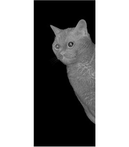 Glasschiebetür PIPE-LINE Cats Gelasert Auf Klarglas