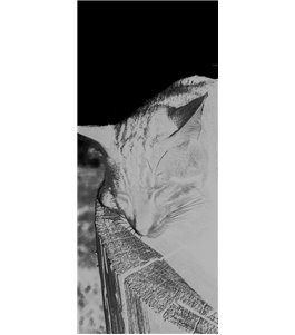 Glasschiebetür PIPE-LINE Dreaming Kitty Gelasert Auf Grauglas