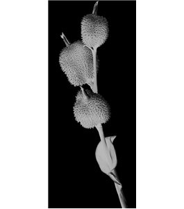 Glasschiebetür PIPE-LINE Pflanze Gelasert Auf Grauglas