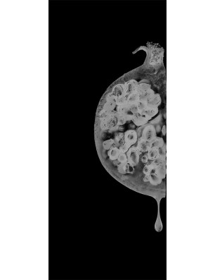 Lichtausschnitt Fruits 4 Gelasert Auf Klarglas