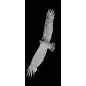 Lichtausschnitt Adler Gelasert Auf Klarglas Lichtausschnitt Adler Gelasert Auf Klarglas