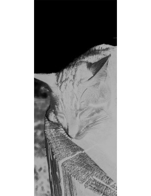 Lichtausschnitt Dreaming Kitty Gelasert Auf Klarglas