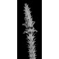 Lichtausschnitt Acantus Montanus Gelasert Auf Klarglas Lichtausschnitt Acantus Montanus Gelasert Auf Klarglas