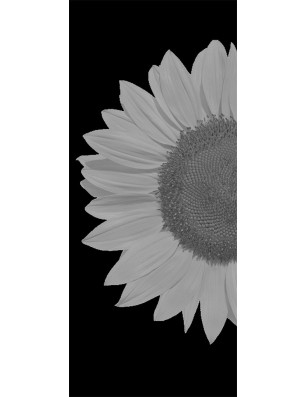 Lichtausschnitt Sonnenblume Gelasert Auf Klarglas