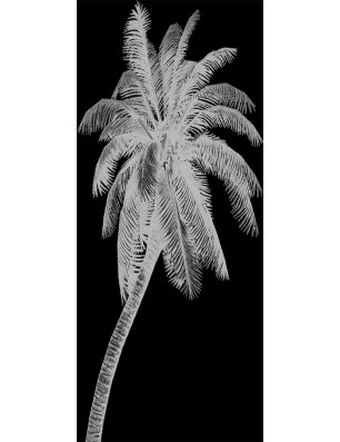 Lichtausschnitt Palme Gelasert Auf Klarglas