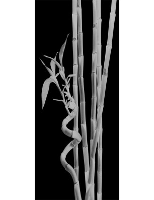 Lichtausschnitt Bambus Gelasert Auf Klarglas