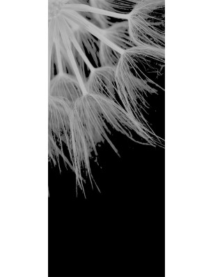 Lichtausschnitt Pusteblume II Gelasert Auf Grauglas