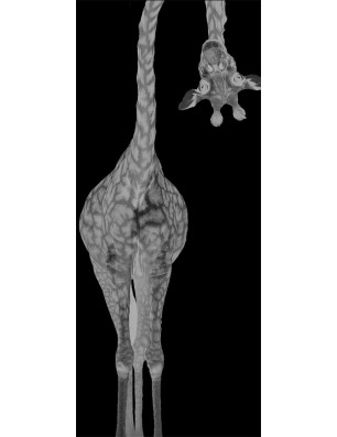 Lichtausschnitt Giraffenhals Gelasert Auf Grauglas