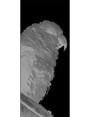 Lichtausschnitt Sittich Gelasert Auf Grauglas