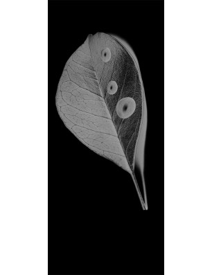 Lichtausschnitt Blatt Gelasert Auf Grauglas