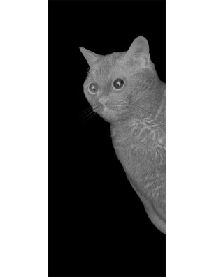 Lichtausschnitt Cats Gelasert Auf Grauglas