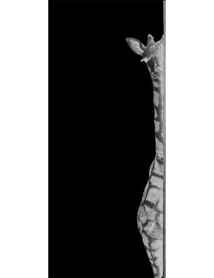 Lichtausschnitt Giraffe Gelasert Auf Grauglas